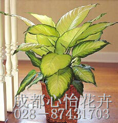 成都盆栽植物租擺品種