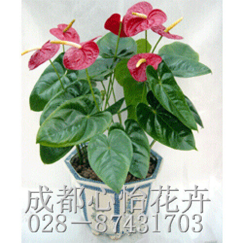 成都辦公室租綠植品種