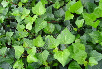 成都植物租賃公司-常青藤