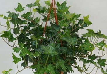 成都植物租擺公司-常青藤