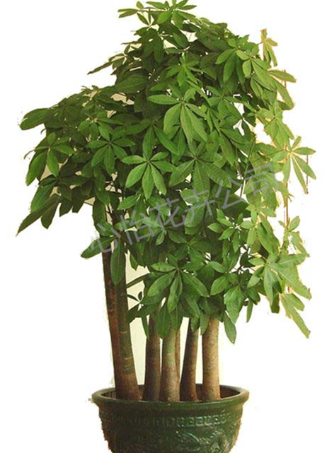 發(fā)財(cái)樹