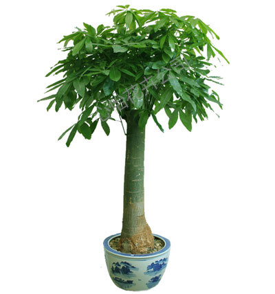 辦公室發(fā)財(cái)樹