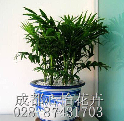 成都盆栽花卉租擺品種