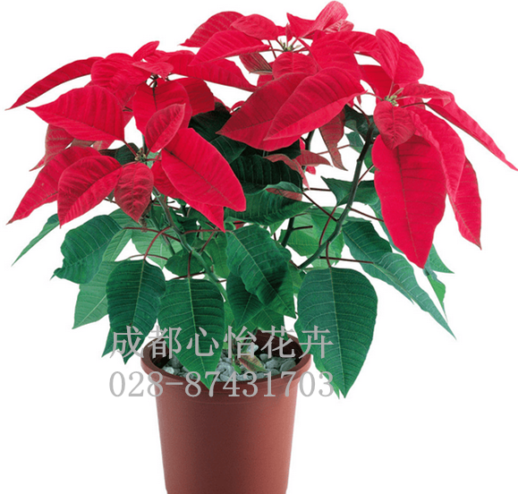 成都辦公室租盆栽品種