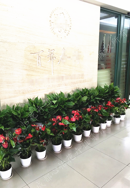 定制各種植物租賃組盆